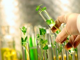 Close-up of small plants in test tubes