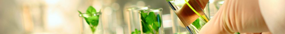 Close-up of small plants in test tubes